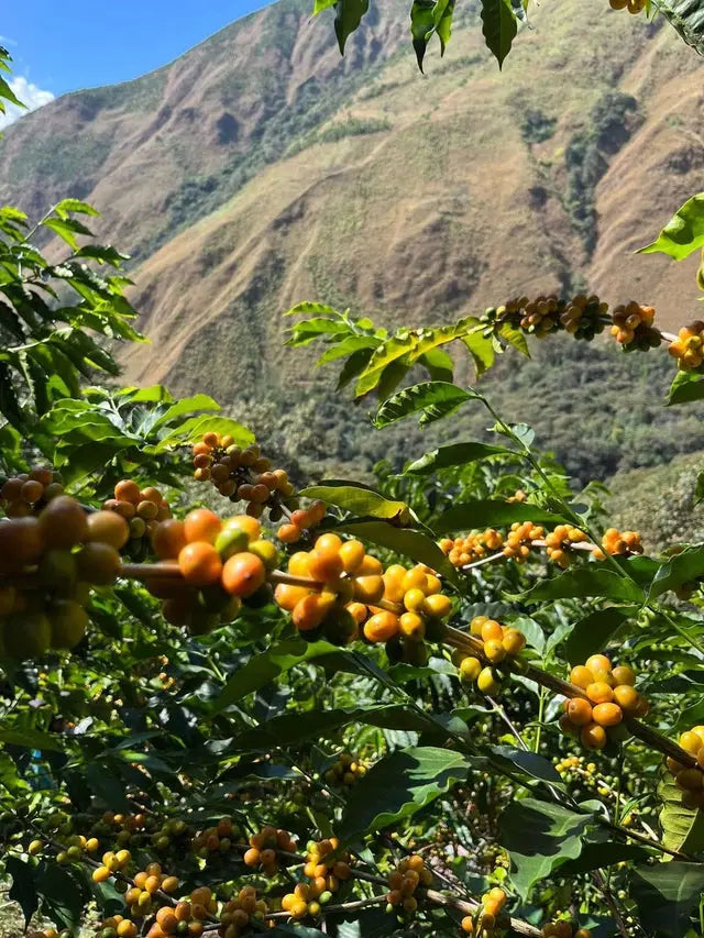 El Puma Tierra Sagrada