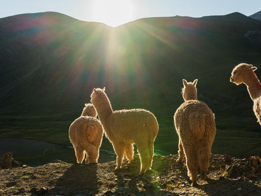 Alpagas dans les Andes au coucher du soleil