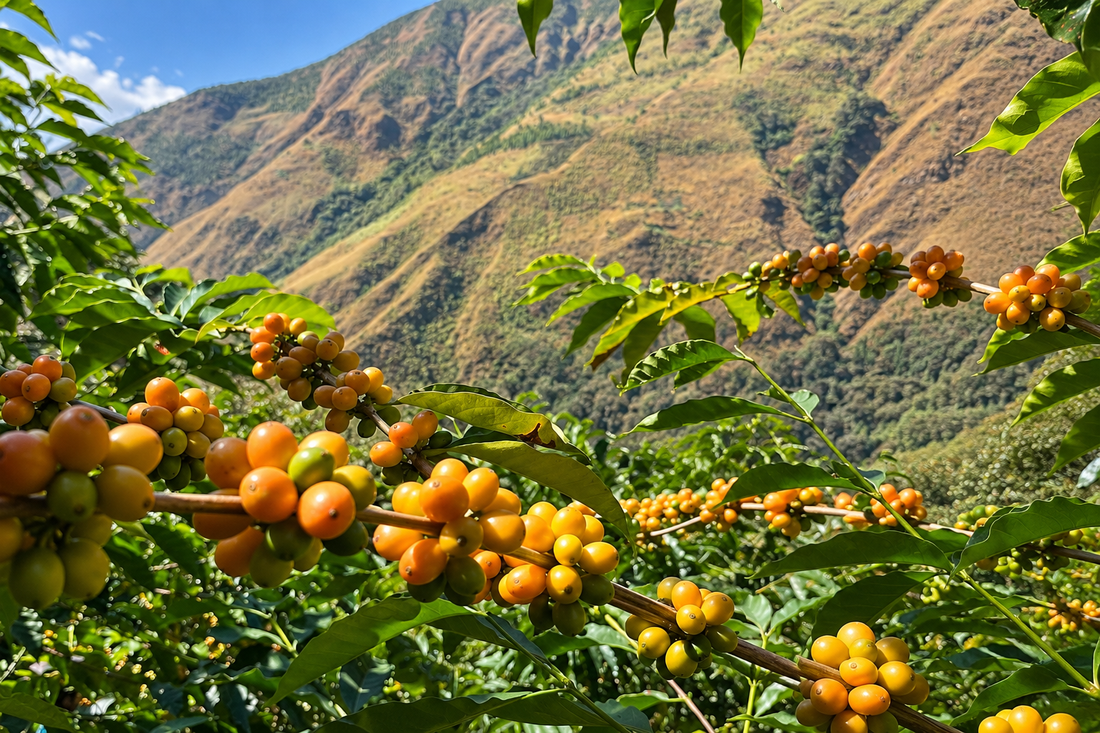 Cerises de café et paysage montagneux à Incahuasi au Pérou