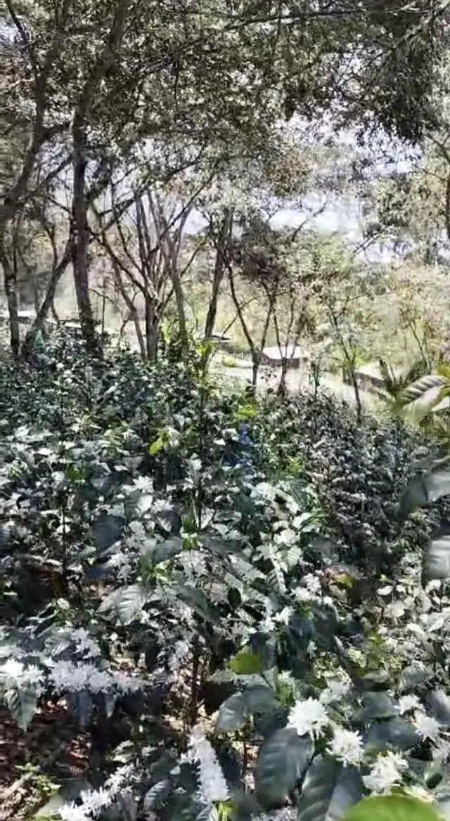 San Sebastian Tierra Sagrada