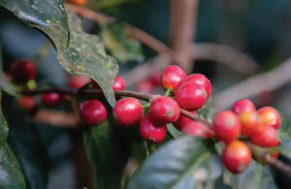 Cerises de café mûres sur un caféier à Incahuasi au Pérou