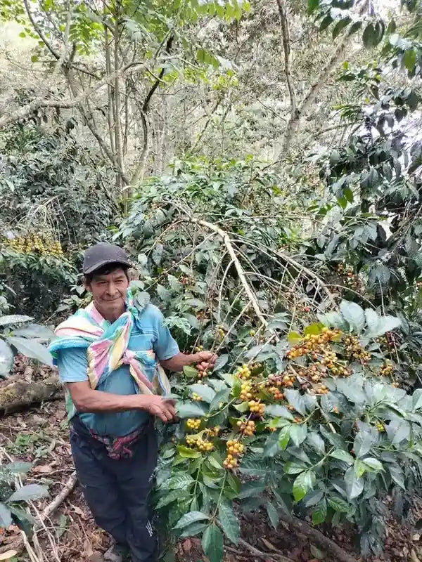Producteur récoltant le café El Puma à Incahuasi, au Pérou