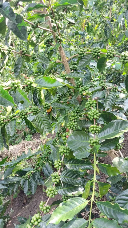 San Sebastian Tierra Sagrada